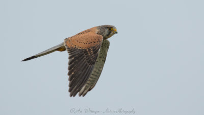 Falco Tinnunculus / Torenvalk / Kestrel