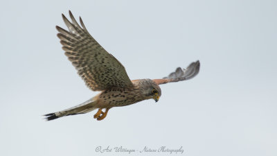 Falco Tinnunculus / Torenvalk / Kestrel