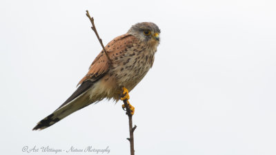 Falco Tinnunculus / Torenvalk / Kestrel