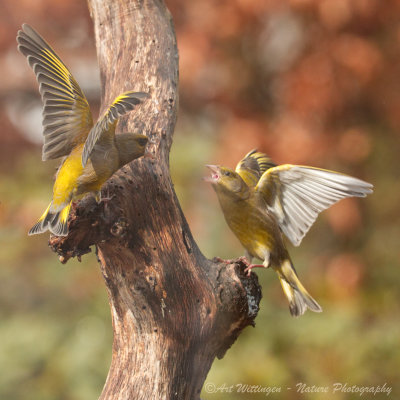 Chloris chloris / Groenling / European Greenfinch