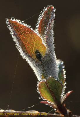 Dewdrops