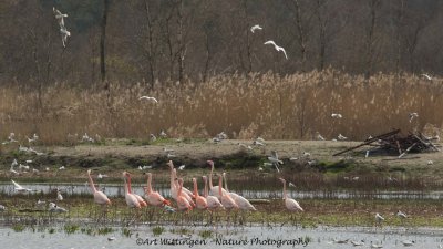 Phoenicopterus chilensis / Chileense Flamingo / Chilean Flamingo