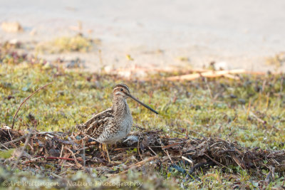 Gallinago gallinago / Watersnip / Snipe