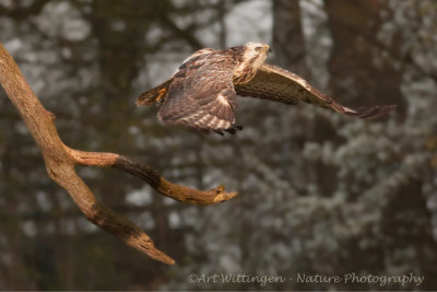 Buteo buteo / Buizerd / Common buzzard