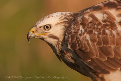 Buteo buteo / Buizerd / Common buzzard