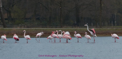 Phoenicopteridae spec. /Flamingo