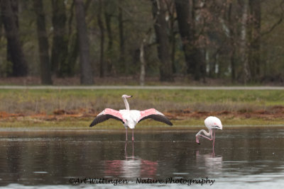 Phoenicopteridae spec. /Flamingo