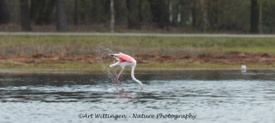 Phoenicopteridae spec. /Flamingo