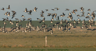 Branta Leucopsis / Brandgans / Barnacle Goose