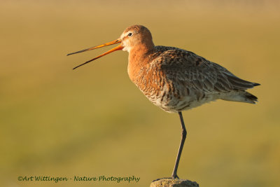 Limosa limosa / Grutto / Black-tailed Godwit