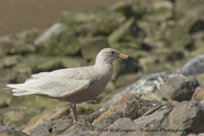 Larus hyperboreus / Grote Burgemeester / Glaucous Gull