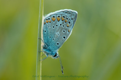 Icarusblauwtje / Common Blue / Polyommatus icarus