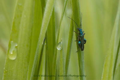 Fraaie schijnbok - Oedemera nobilis 