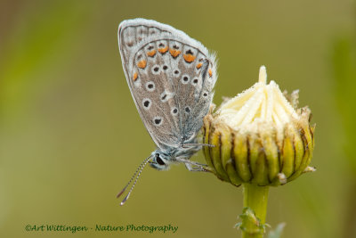 Icarusblauwtje / Common Blue / Polyommatus icarus