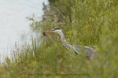 Ardea Cinerea / Blauwe Reiger / Grey Heron