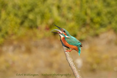 Alcedo atthis / IJsvogel / Kingfisher