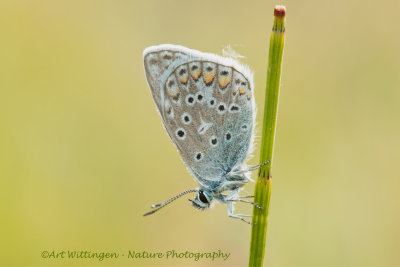 Icarusblauwtje / Common Blue / Polyommatus icarus