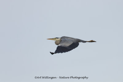 Ardea Cinerea / Blauwe Reiger / Grey Heron