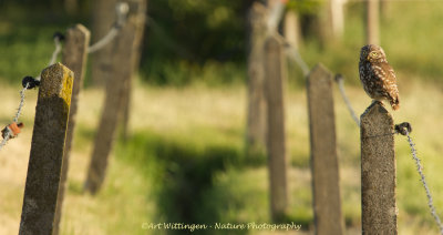 Athene noctua / Steenuil / Little owl