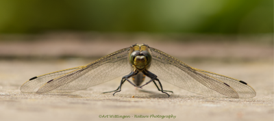 Orthetrum cancellatum / Gewone oeverlibel /  Black-tailed Skimmer