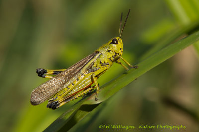 Stethophyma grossum / Moerassprinkhaan / Large marsh grasshopper