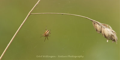 Neoscona adianta / Heidewielwebspin