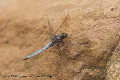 Orthetrum coerulescens / Beekoeverlibel /  Keeled Skimmer