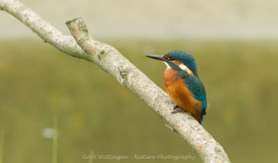 Alcedo atthis / IJsvogel / Kingfisher