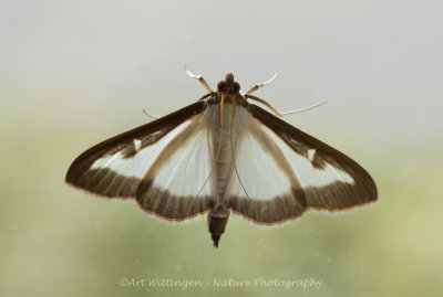Buxusmot / Box tree moth