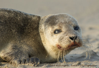 Gewone Zeehond / Common seal