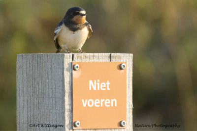 Hirundo rustica / Boerenzwaluw / Barn swallow