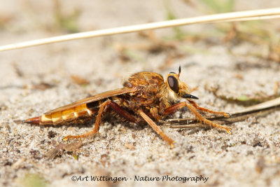 Hoornaarroofvlieg - Asilus crabroniformis 