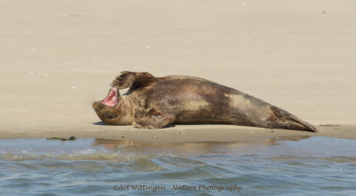 Halichoerus Grypus / Grijze Zeehond / Grey Seal