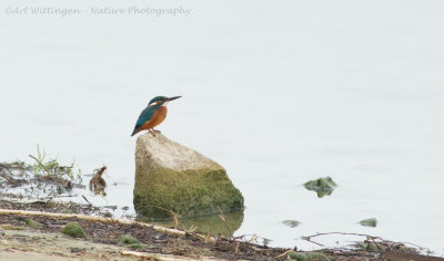 Alcedo atthis / IJsvogel / Kingfisher