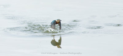 Alcedo atthis / IJsvogel / Kingfisher