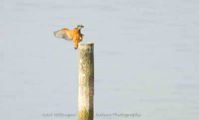 Alcedo atthis / IJsvogel / Kingfisher