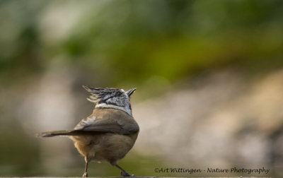 Parus cristatus / Kuifmees / Crested Tit