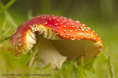 Amanita Muscaria / Vliegenzwam / Fly Agaric