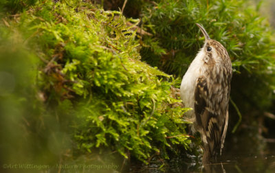 Certhia brachydactyla / Boomkruiper / Short-toed Treecreeper