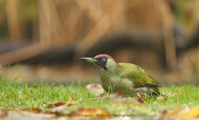 Picus Virdis / Groene Specht / Green Woodpecker