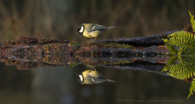 Parus Major / Koolmees / Great Tit