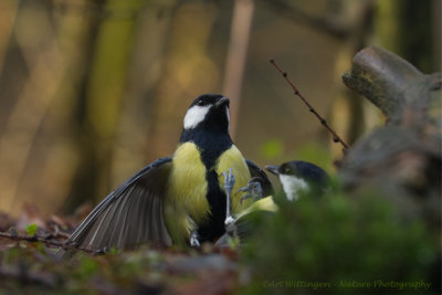 Parus Major / Koolmees / Great Tit