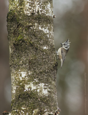 Parus cristatus / Kuifmees / Crested Tit