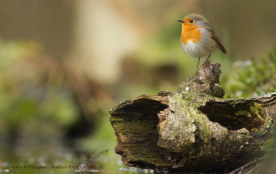 Erithacus rubecula / Roodborst / European Robin