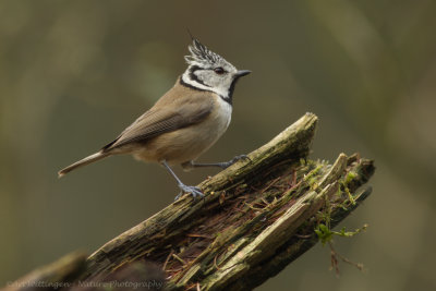 Parus cristatus / Kuifmees / Crested Tit