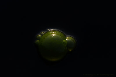 Air bubble with algae