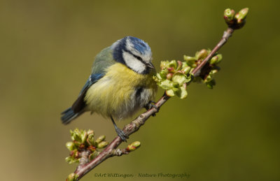 Cyanistes caeruleus / Pimpelmees / Blue Tit