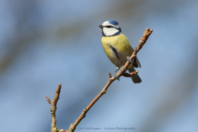 Cyanistes caeruleus / Pimpelmees / Blue Tit