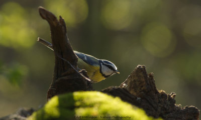 Cyanistes caeruleus / Pimpelmees / Blue Tit