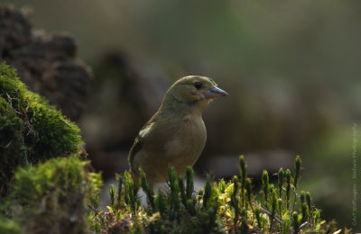 Fringilla coelebs / Vink / Common Chaffinch